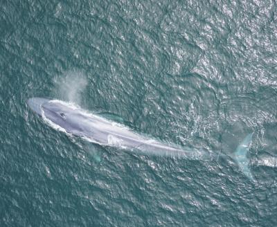A new study on blue whales reveals what we can learn about nature by  listening carefully. | Monterey County NOW Intro 