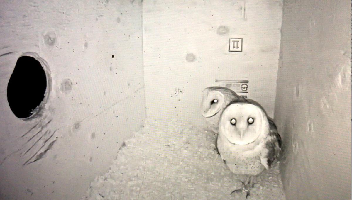 Video Photos Barn Owls Make Haute Enchilada Home In Moss Landing