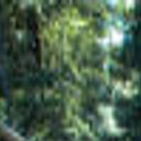County Parks Opponents Dig In Over Jacks Peak Zipline Proposal Local News Montereycountyweekly Com