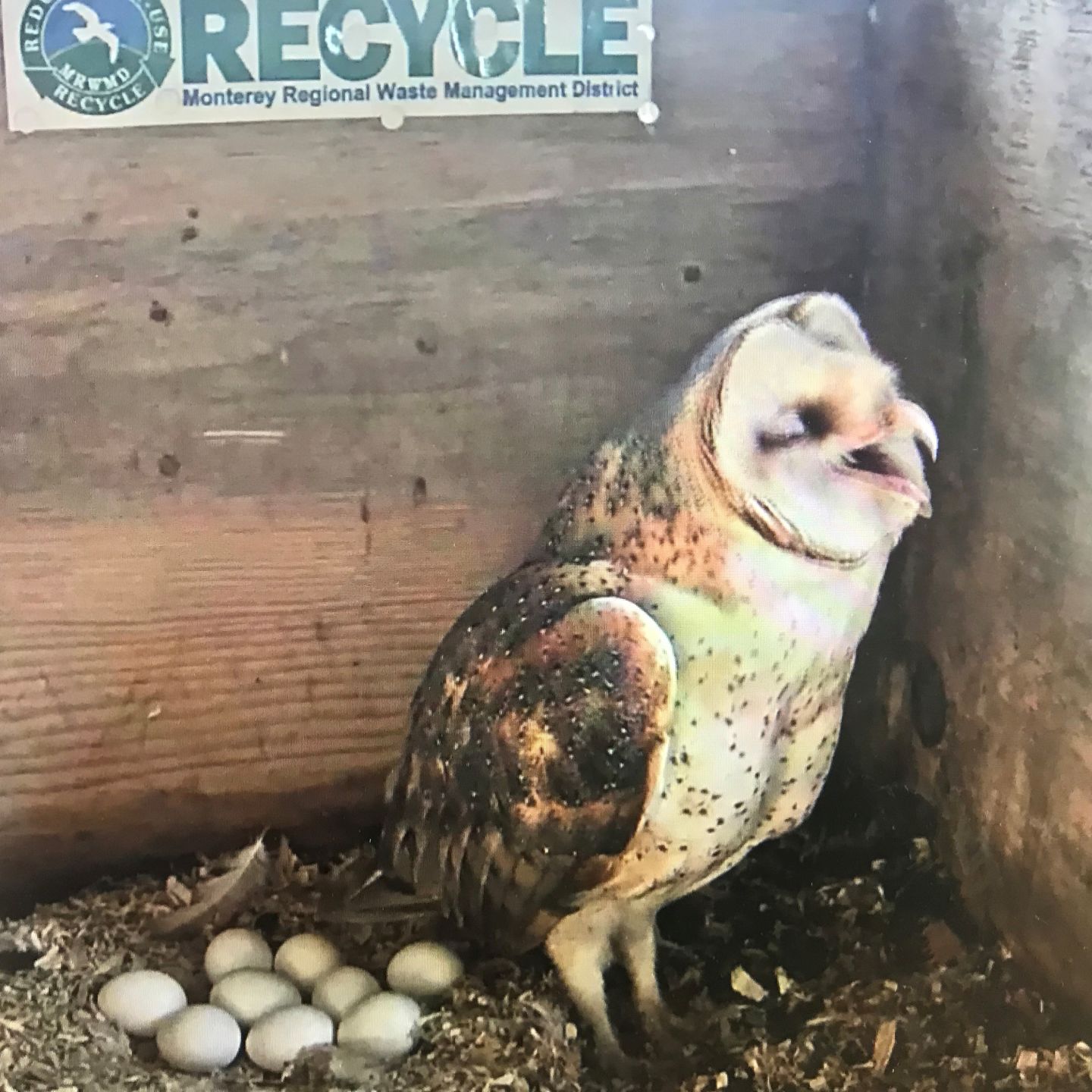 barn owl eggs