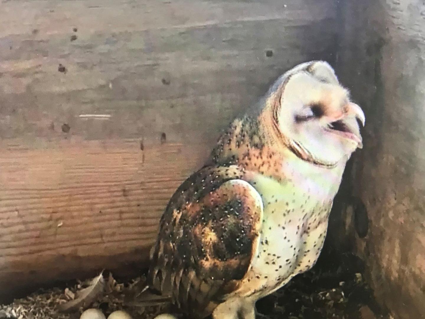 Big Brother A Live Webcam In A Barn Owl Nest Is Streaming Nine Eggs About To Hatch Animal Blog Montereycountyweeklycom Big Brother A Live Webcam In A Barn Owl Nest Is Streaming Nine Eggs About To Hatch Animal Blog Montereycountyweeklycom