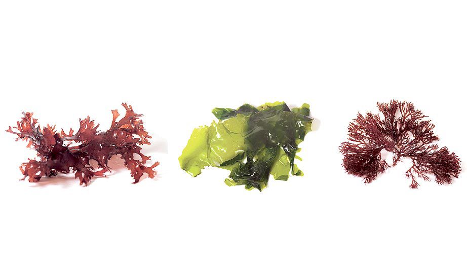 Fresh Monterey Bay Seaweeds kombu blades (priced per pound) — Monterey Bay  Seaweeds