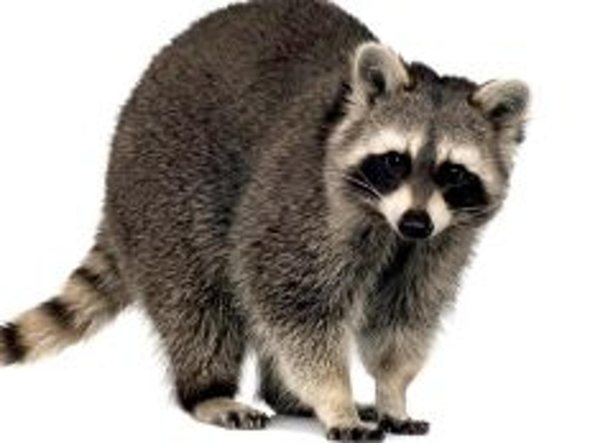 Raccoons Own A Stunning Array Of Skills And A Non Negotiable Place In Our Local Existence Yet Few Know Much About Them Cover Montereycountyweekly Com