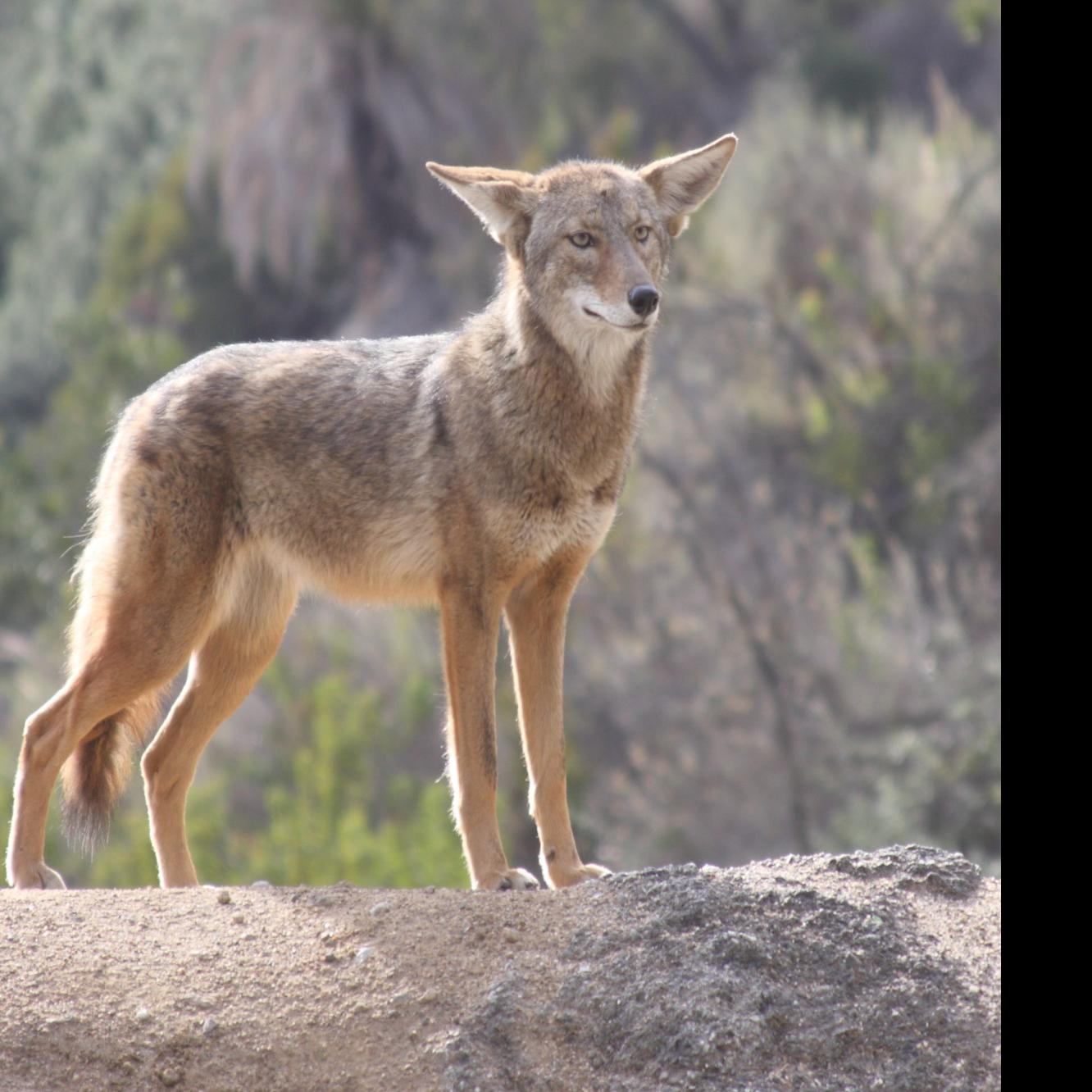 Coyotes Are On The Prowl On The Monterey Peninsula Blogs