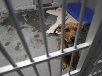 County's animal shelter is at capacity as more dogs and cats show up in  need of homes. | News 