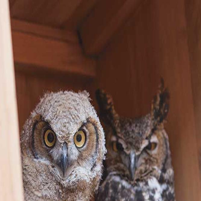 An Injured Great Horned Owl Becomes A Surrogate Mother To Rescued Babies 831 Tales From The Area Code Montereycountyweekly Com