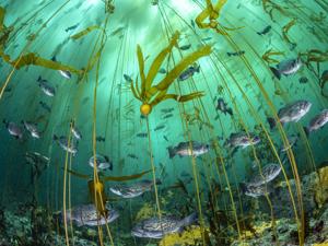 Image for display with article titled It’s a Dangerous Time for Kelp Forests Locally.