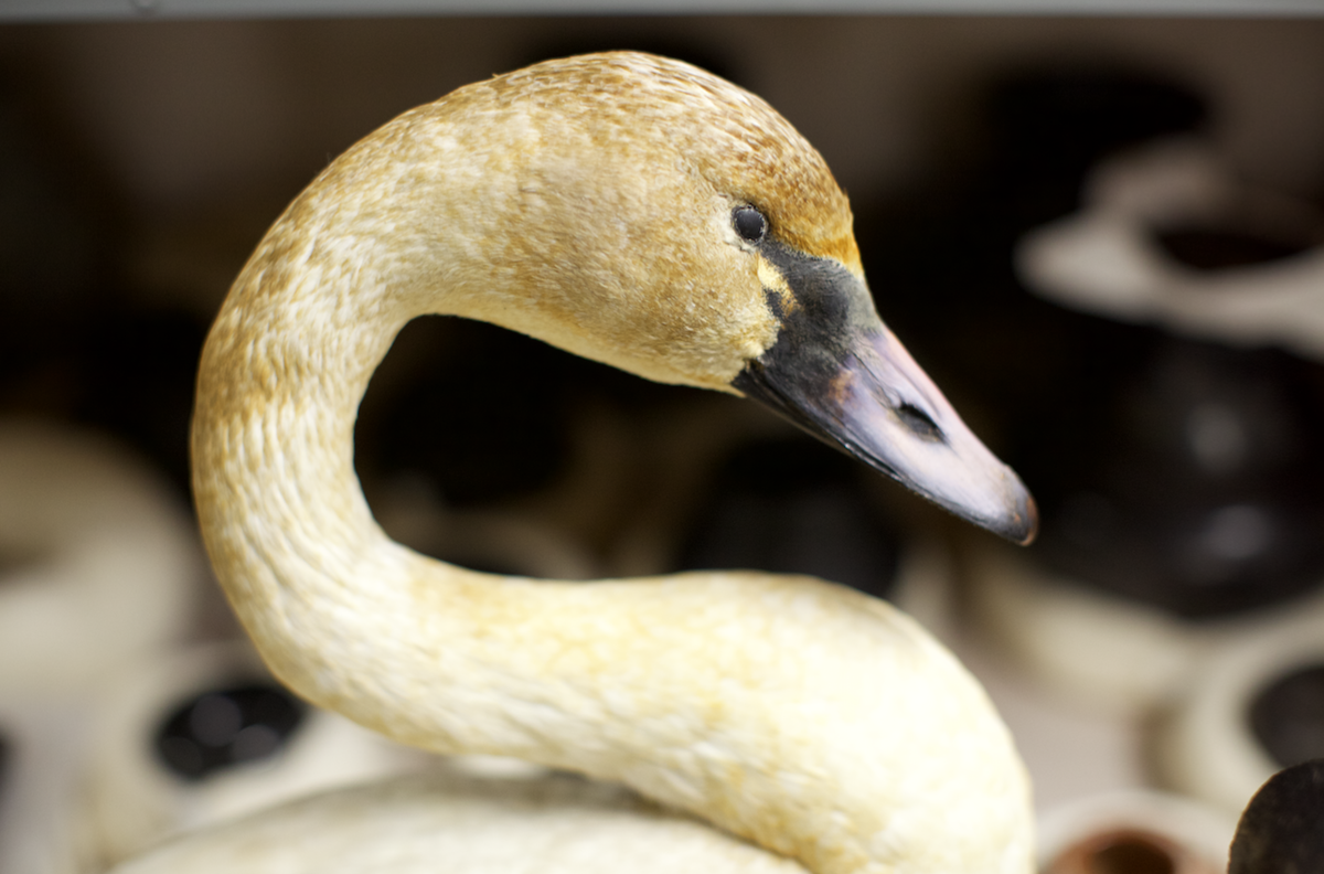Bird Gallery Reopening Reception At Pacific Grove Museum Of Natural History Art And Exhibitions Montereycountyweekly Com Previous records fully searchable database of all the accepted rarities in britain and ireland, including maps, stats and photos.