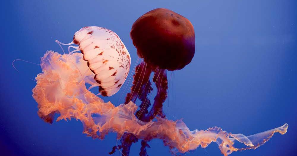 Monterey Aquarium closes to public until March 27 but the Jelly Cam is here for all of us.