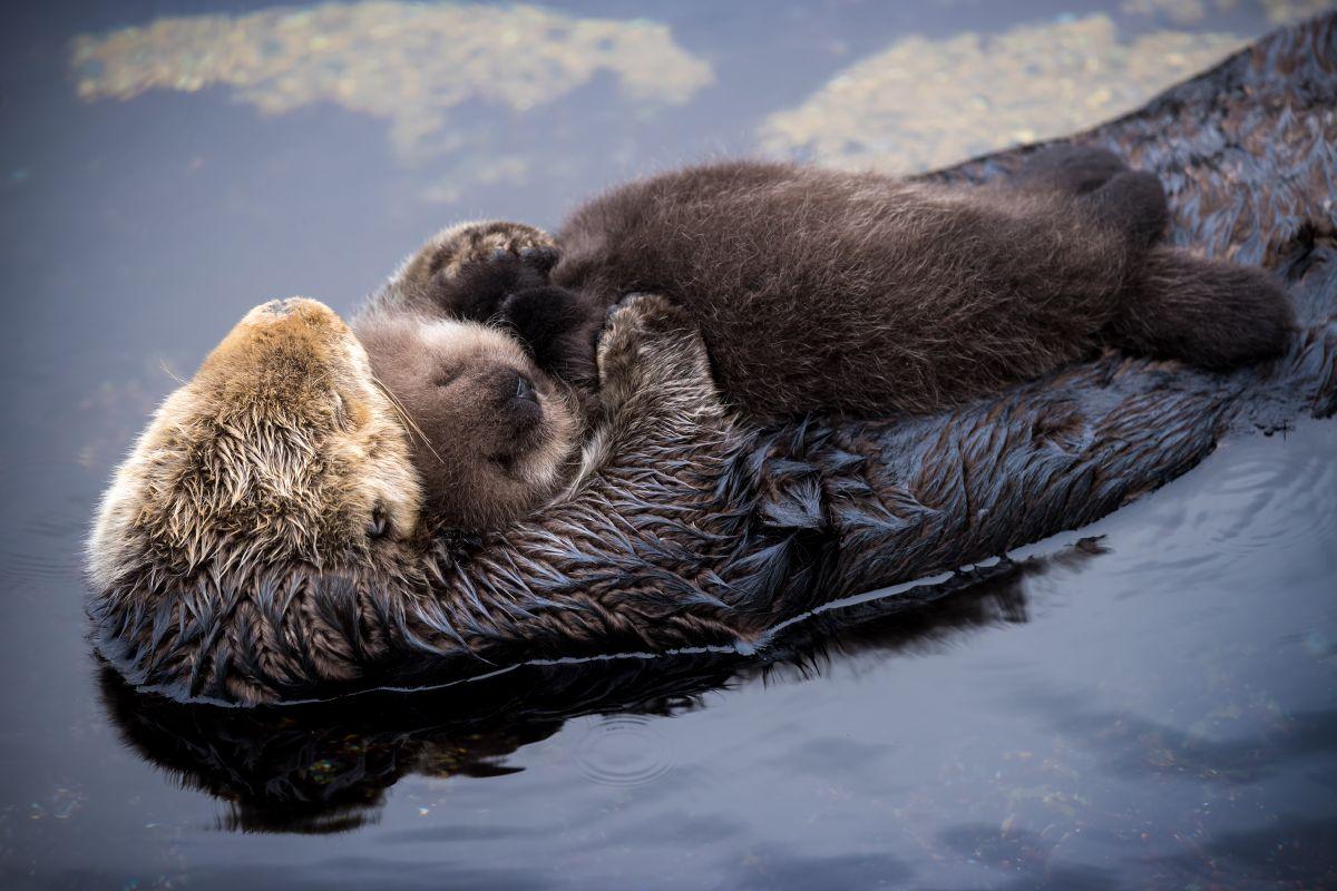 PHOTOS: Wild sea otter gives birth at Monterey Bay Aquarium. | Animal