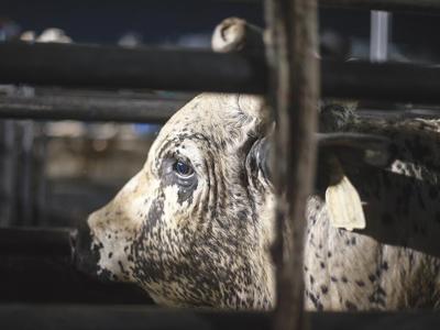 Rodeo proponents say the animals are well-cared-for athletes. Opponents  disagree. | Cover Collections 