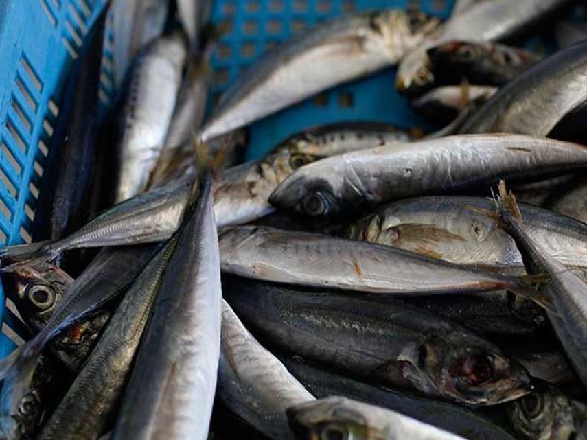 The Monterey Bay Catch Is A Bit Of A Mystery And Cheap And Delicious Eat Drink Montereycountyweekly Com