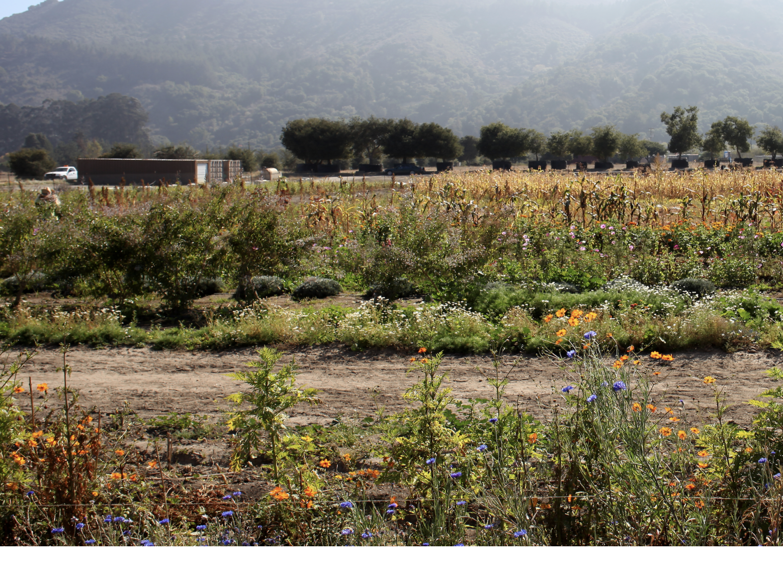 Taylor Farms Becomes Largest Organic Salad Producer With Acquisition Of Earthbound Farm News Montereycountyweekly Com