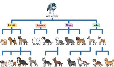how did so many dog breeds evolve