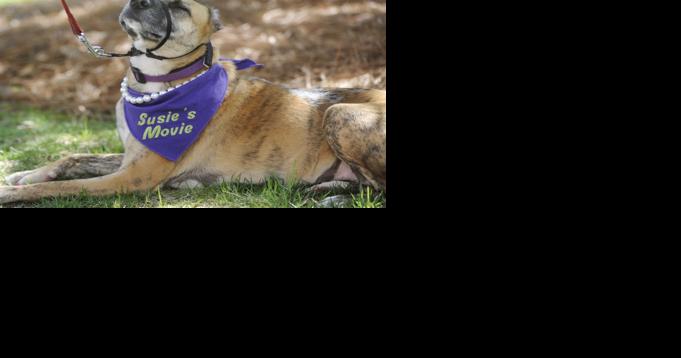 Once burned and beaten, Susie became a canine ambassador. Shelter surgery ward is now named for her in Greensboro. - Vimarsana News
