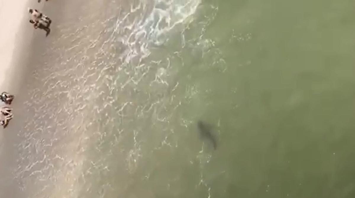 WATCH: King man's video near Myrtle Beach captures multiple sharks