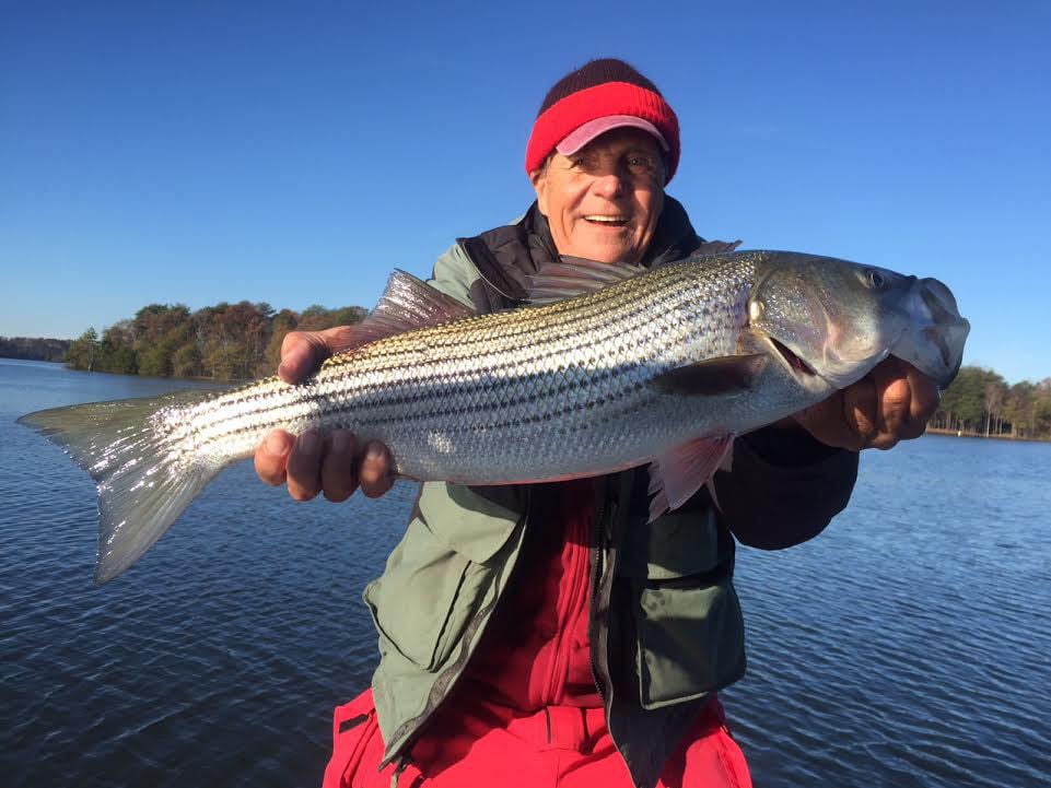 Lake Hickory provides North Carolina anglers with a trophy striped bass  fishery