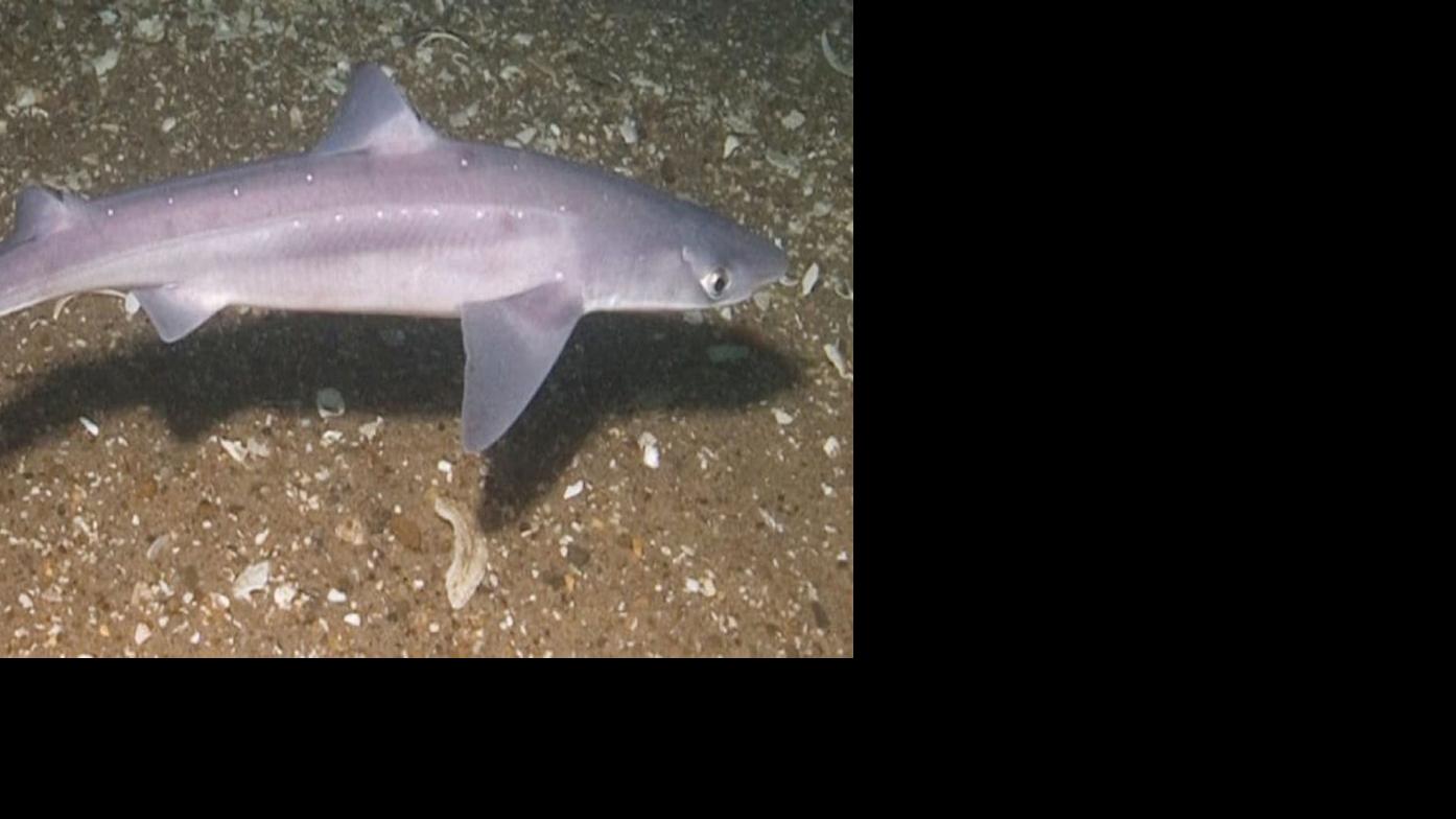 5 common sharks found along the East Coast National