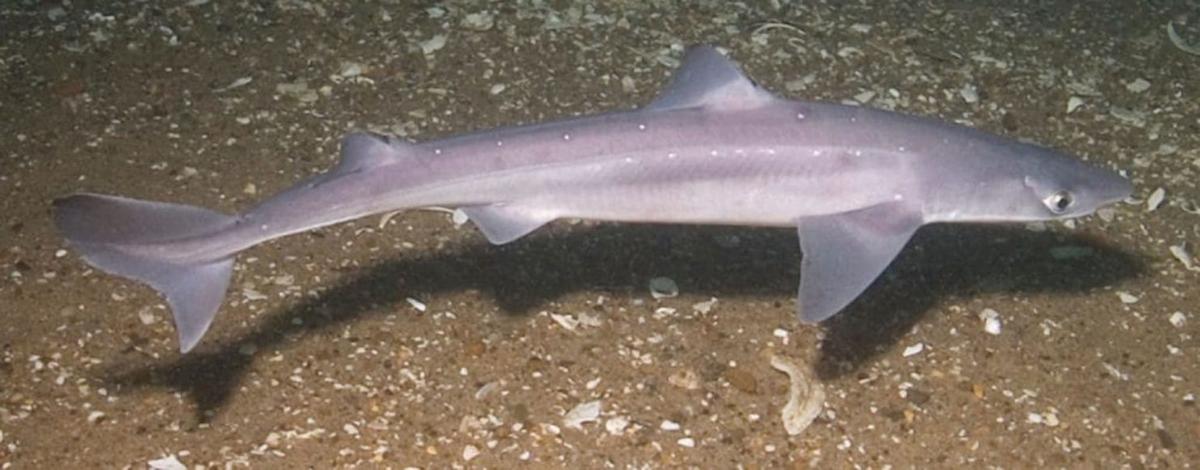 5-common-sharks-found-along-the-east-coast-national