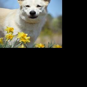 Dogs at Iredell Animal Control lookiing for homes