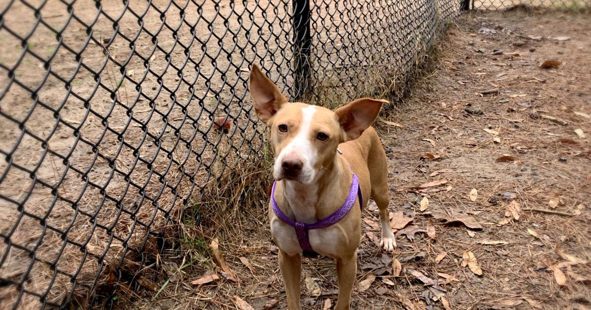 Rescue Ranch Pet of the Week