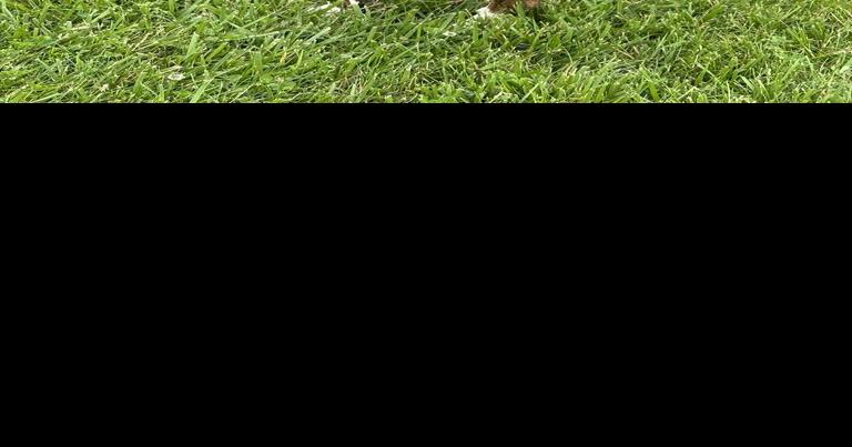 Iredell needs to clear the shelter; dog adoptions are 