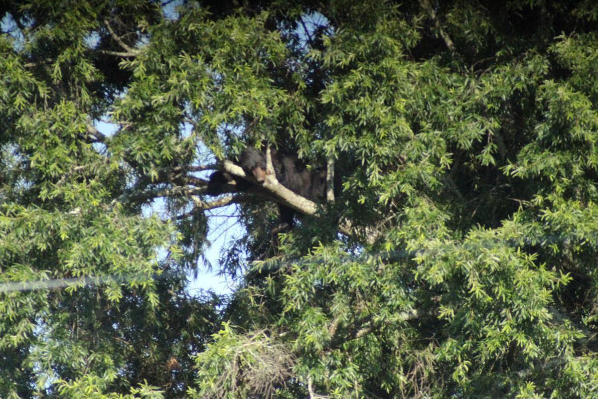 Bear sleeping