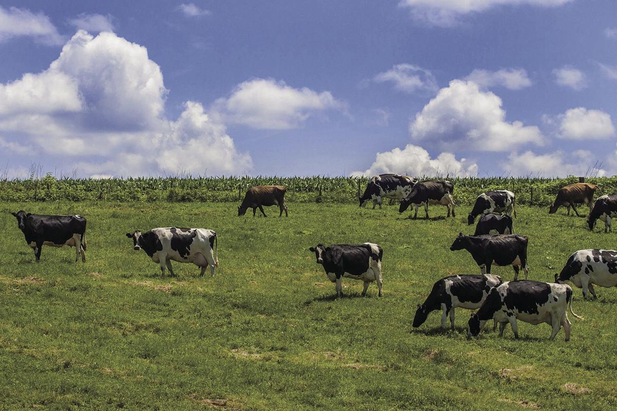 cows generic
