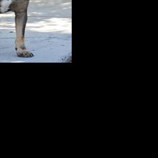 Iredell NC shelter has 6-plus dogs seeking loving home