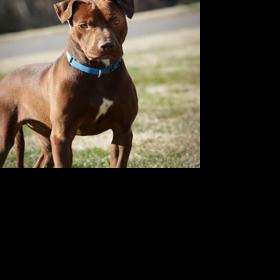 Iredell Animal Control seeking homes for seven dogs