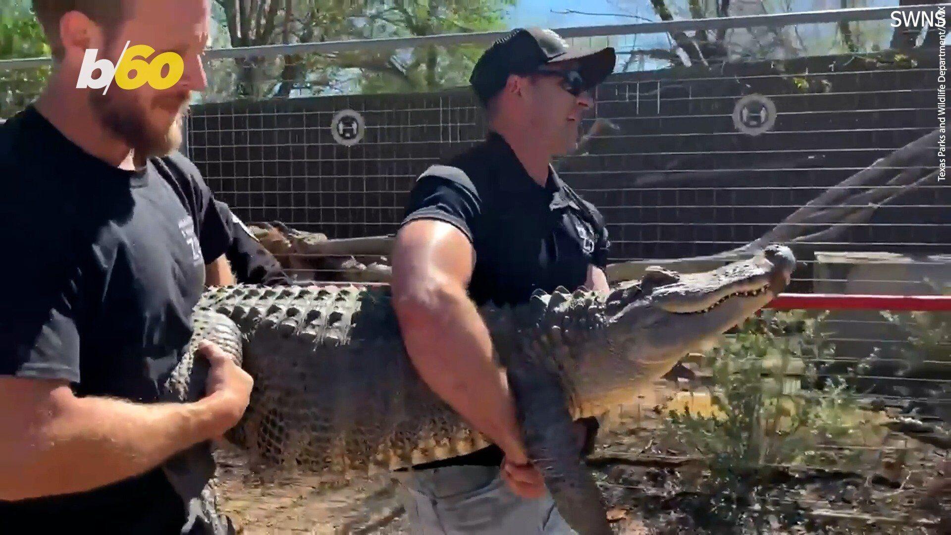 Stolen alligator returned to zoo after being stolen by Texas woman 20 years  ago