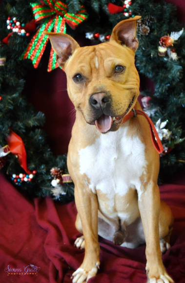 Photos Pets Of The Week Local News Mooresvilletribune Com