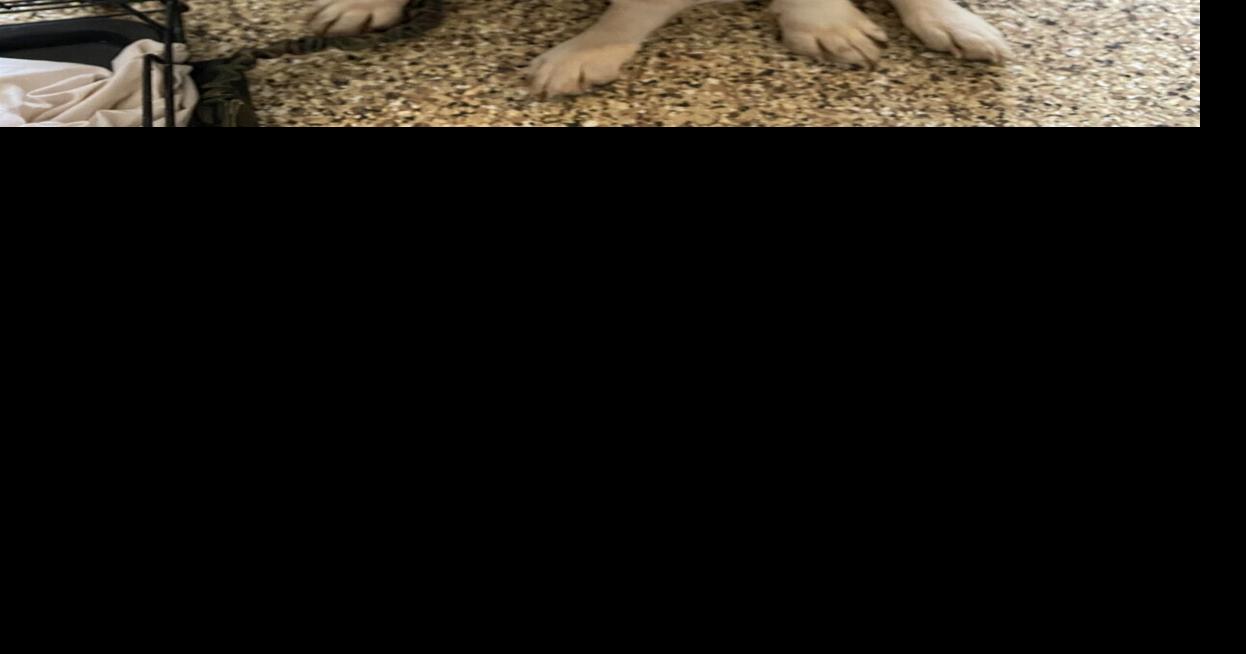Rescue Ranch Pet of the Week
