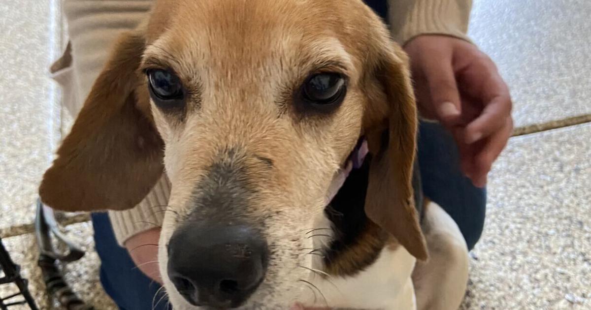Rescue Ranch Pet of the Week