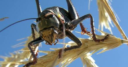 The gutters were filled with cricket juice Plague of pests creating havoc in Nevada The gutters were filled with cricket juice Plague of pests creating havoc in Nevada