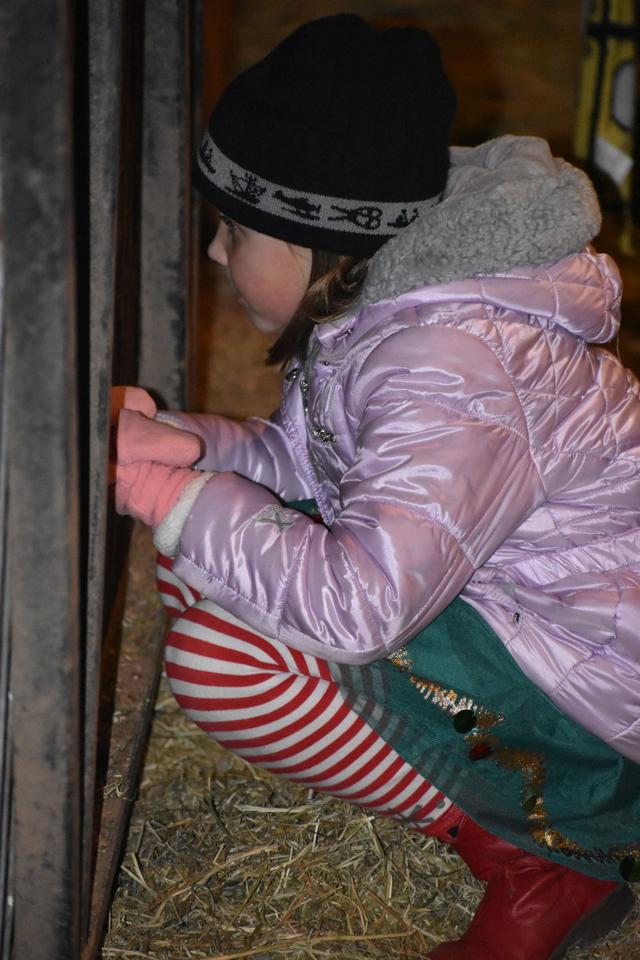 PHOTOS: Christmas Wonderland of Lights at Zootastic | Gallery | mooresvilletribune.com