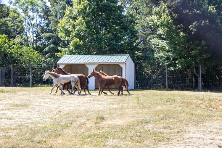Iredell County Animal Services June 3 update on escaped horses