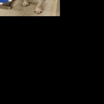 Iredell NC Animal Shelter looking for homes for several dogs