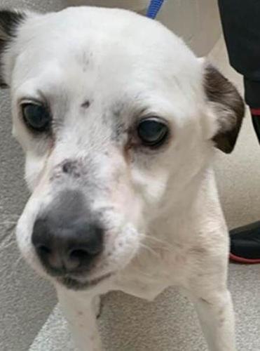 PHOTOS: Pets of the week | Local news 45 image003.jpg