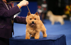 What to Expect From the National Dog Show on Thanksgiving in 2020