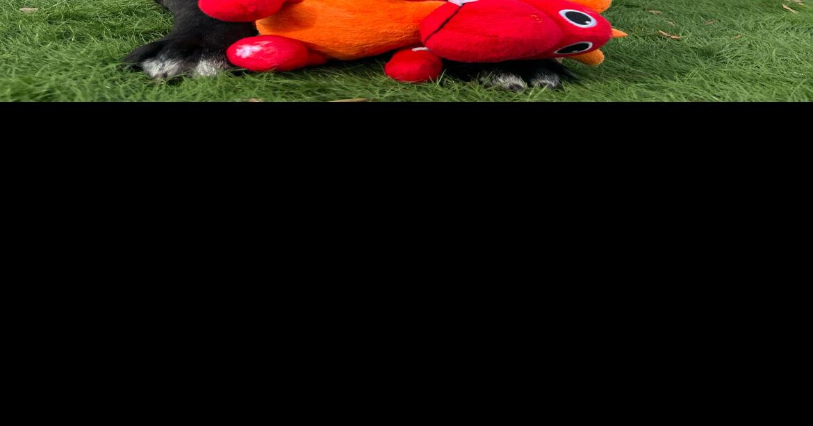 Four great dogs from Iredell looking for new homes