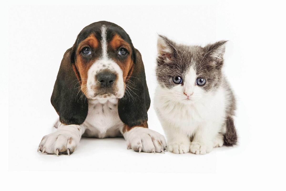 Iredell County Animal Services Policies Unchanged New Director To Be In Place By June Latest Headlines Mooresvilletribune Com