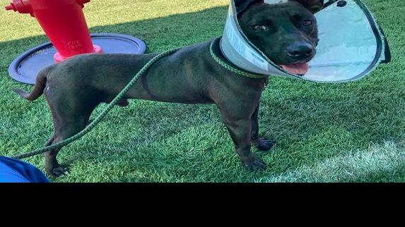 Pet Of The Week Local News Mooresvilletribune Com