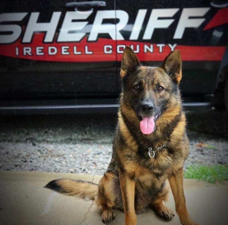 Cowboy is a Top Tier Malinois Protection Dog - Scott's K9