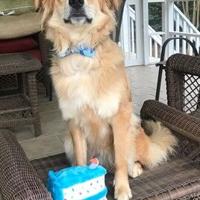 Rescue Ranch's Evening For The Animals set for Aug. 7