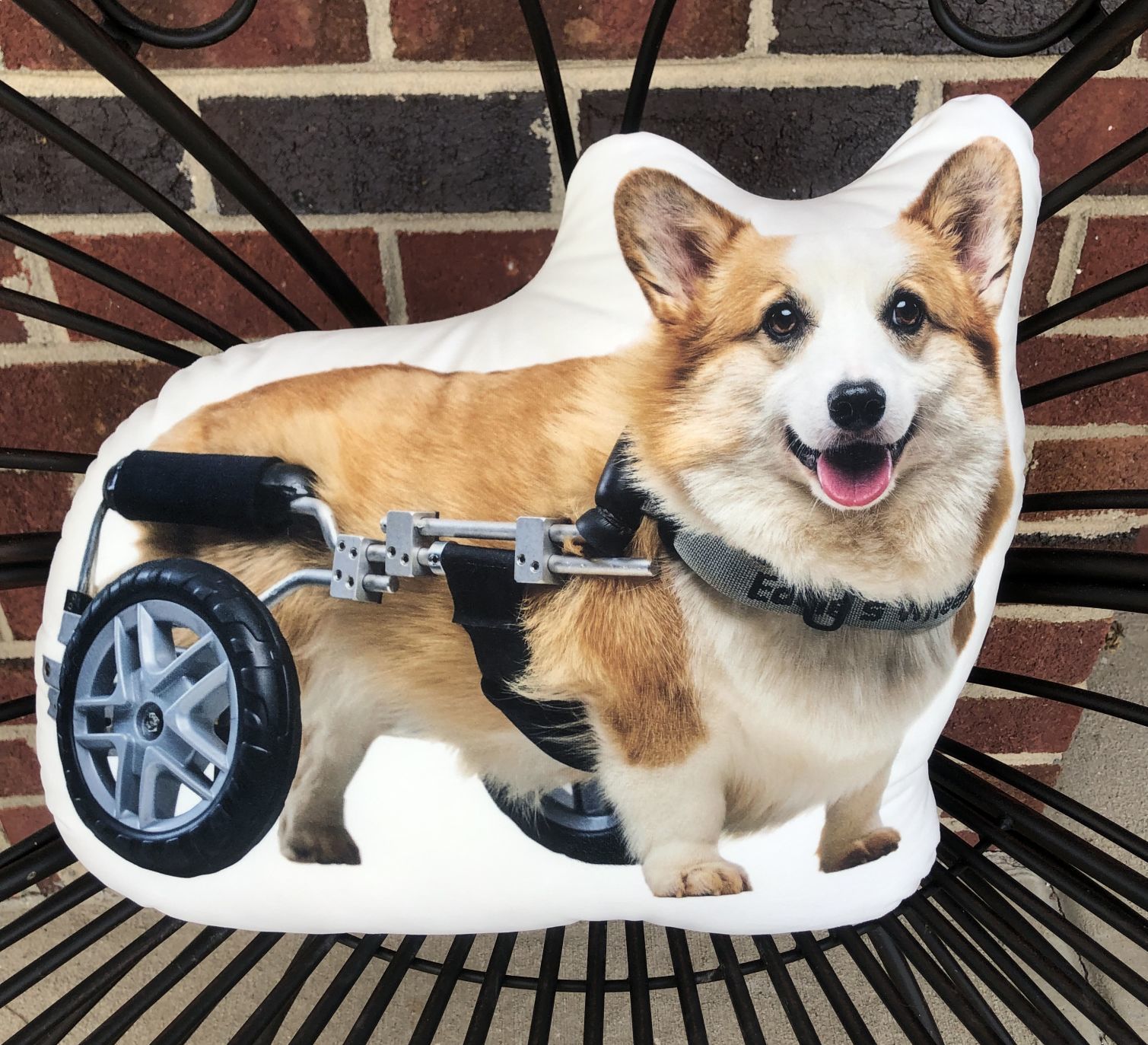 corgi therapy dog for sale