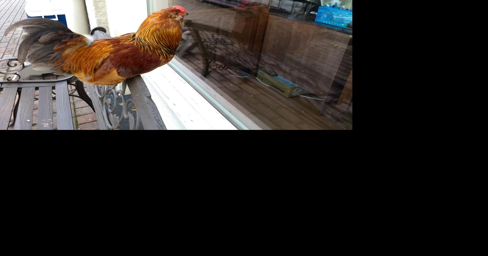 Rooster adopts 'Small But Special' city | News | morgancountycitizen.com