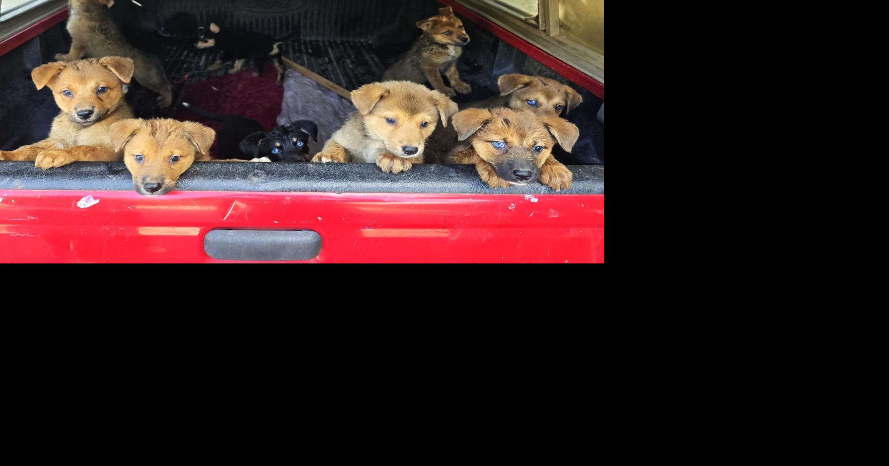 Morgan animal shelters full and in urgent need