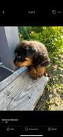 AKC Rottweiler Pups