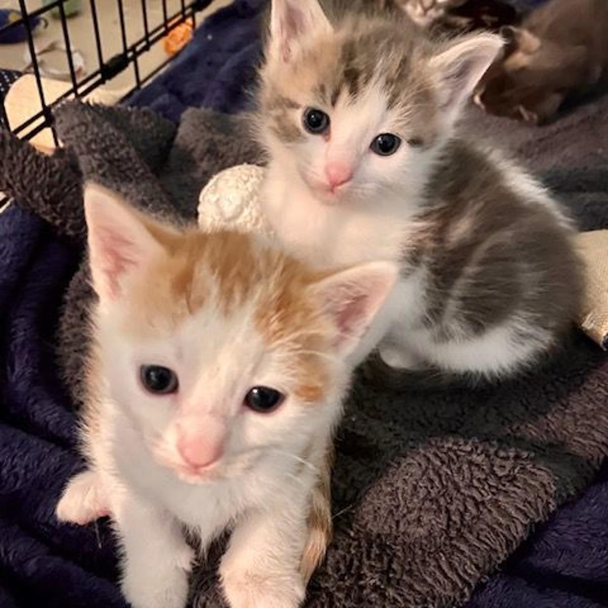 Spay Neuter Needed To Save Lives Of Cats Kittens Local News Morganton Com
